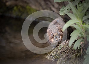 Water vole walking along bank