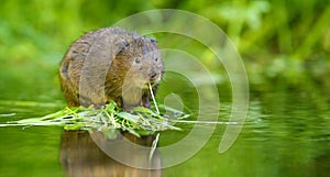 Water vole photo