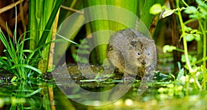 Water vole photo