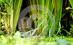 Water vole photo