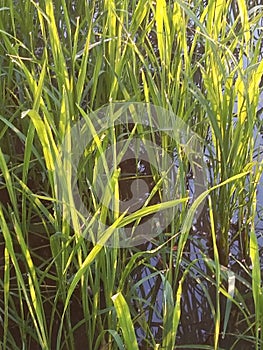 Water wap at the grass