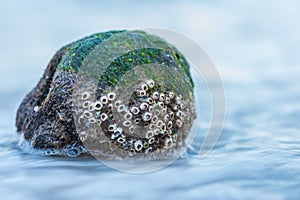 Water Washes Over Small Rock