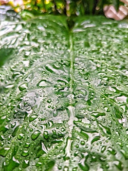 the water wets the green leaves