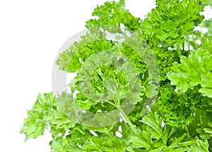 Water wetted Parsley photo