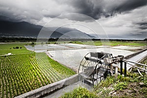 Water wheel powering irrigation of paddy field