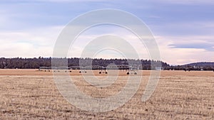 A water-wheel sprinkler machine of a center-pivot irrigation system on a dry farm field