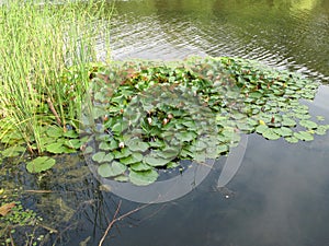 Agua blanco lirio 