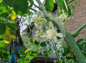 Water will drip from green leaves, buds and Moringa flowers which are white with a yellow tinge