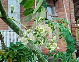 Water will drip from green leaves, buds and Moringa flowers which are white with a yellow tinge