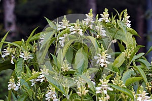 Water willow, or white justicia flowers in a garden