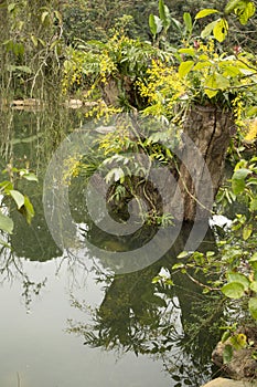 Water ,wood and Orchid arrangment in Orchid garden photo