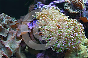 Water-world. Coral garden.