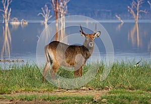 Waterback antelope in Lake nakuru Kenya