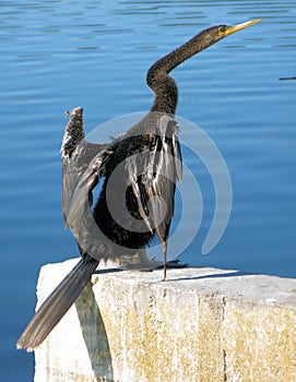 Waterbird photo