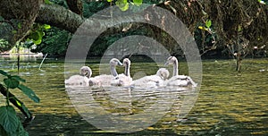 Waterbird family in the river photo