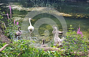 Waterbird family in the river photo