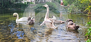 Waterbird family in the river photo