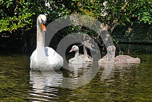 Waterbird family in the river photo