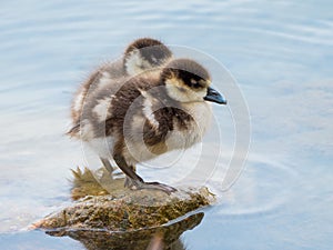 Two small cute chicks of egyptian goose on lake