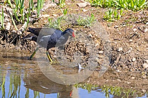 Waterbird, Moorhen walking