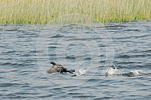 Waterbird in Skadar lake national park