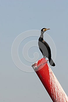 Waterbird in Skadar lake national park photo