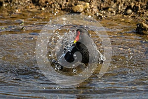 Waterbird splashing in water