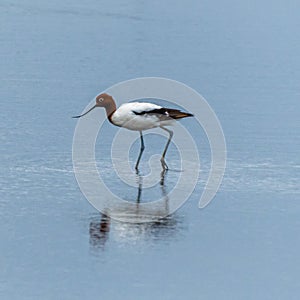 Waterbird wading in the morning light