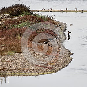 Waterbirds ar Minsmere reserve photo