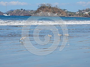 Waterbirds on the Beach in Brasilito, Costa Rica photo