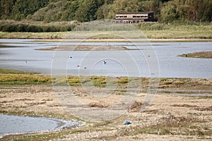 Waterbirds on a Minsmere nature reserve photo