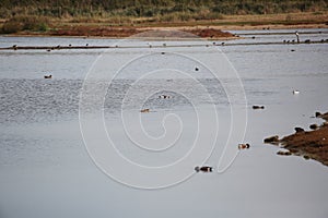 Waterbirds at Minsmere reserve