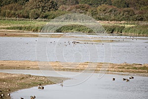 Waterbirds at a nature reserve