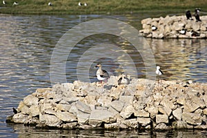 Waterbirds in Porbandar bird sanctuary