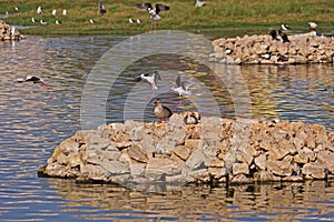 Waterbirds in Porbandar bird sanctuary