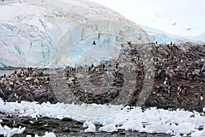 Gentoo penguins feeding in Waterboat Point, Antarctica, Antarctic Peninsula photo