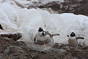 Gentoo penguins breeding colony at Waterboat Point, Antarctica, Antarctic Peninsula photo