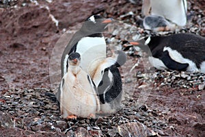 Gentoo penguin in Antarctica, Waterboat Point photo