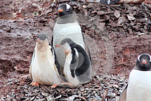 Gentoo penguin in Antarctica, Waterboat Point photo