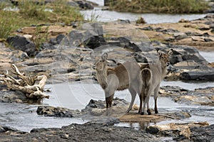 Waterbok in olifantsriver