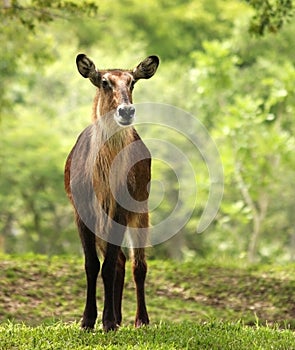 Waterbuck