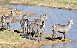 Waterbuck photo