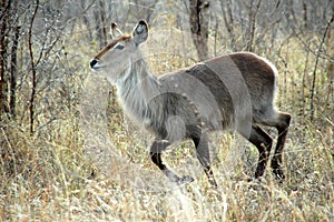 Waterbuck photo