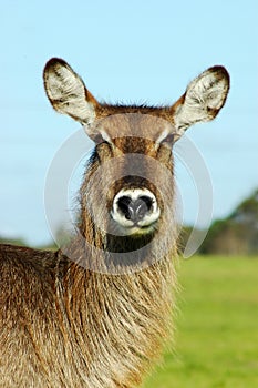 Waterbuck