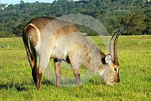 Waterbuck