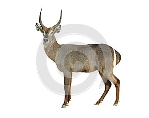 Waterbuck