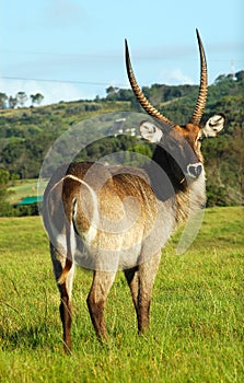 Waterbuck photo