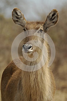 Waterbuck photo