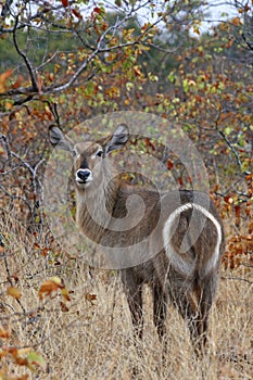 Waterbuck