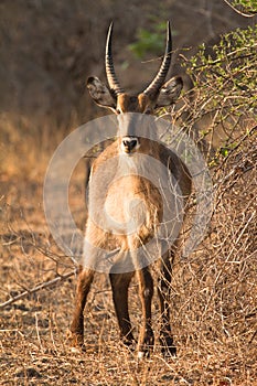Waterbuck